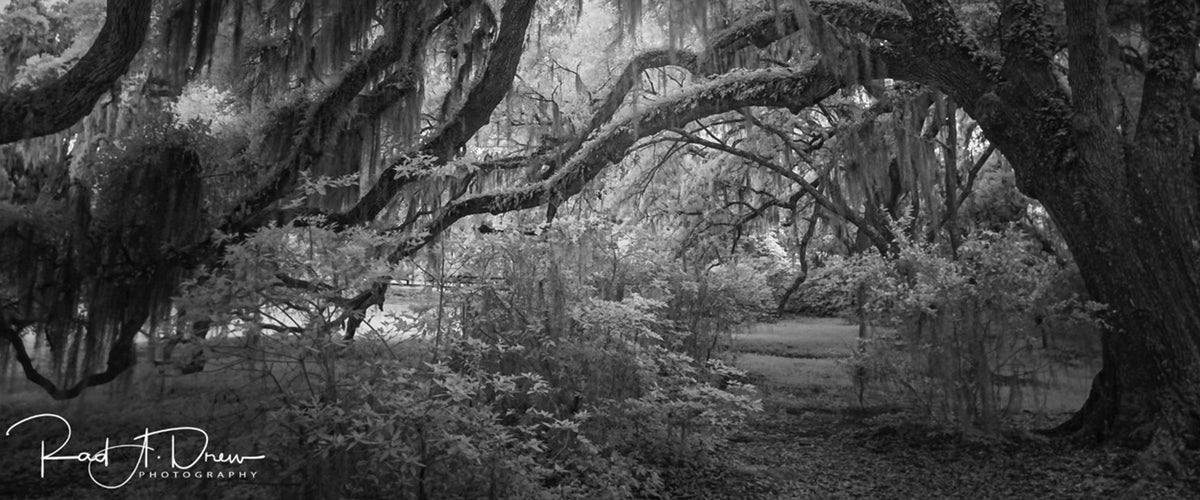 Rad A Drew Photography